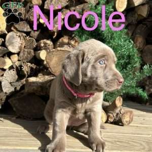 Nicole, Silver Labrador Retriever Puppy